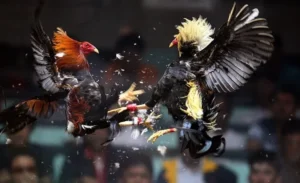 Chinh Phục Cách Chơi Đá Gà Sabong Tại 69VN Như Cao Thủ